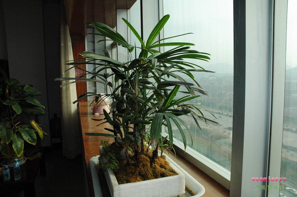 精品盆景