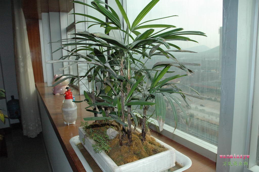 精品盆景